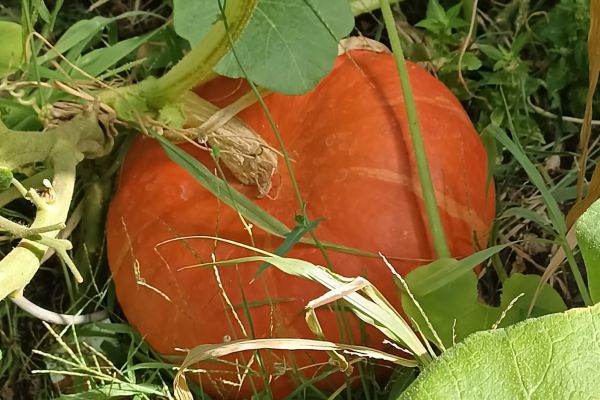 Recette Velouté froid de potimarron 